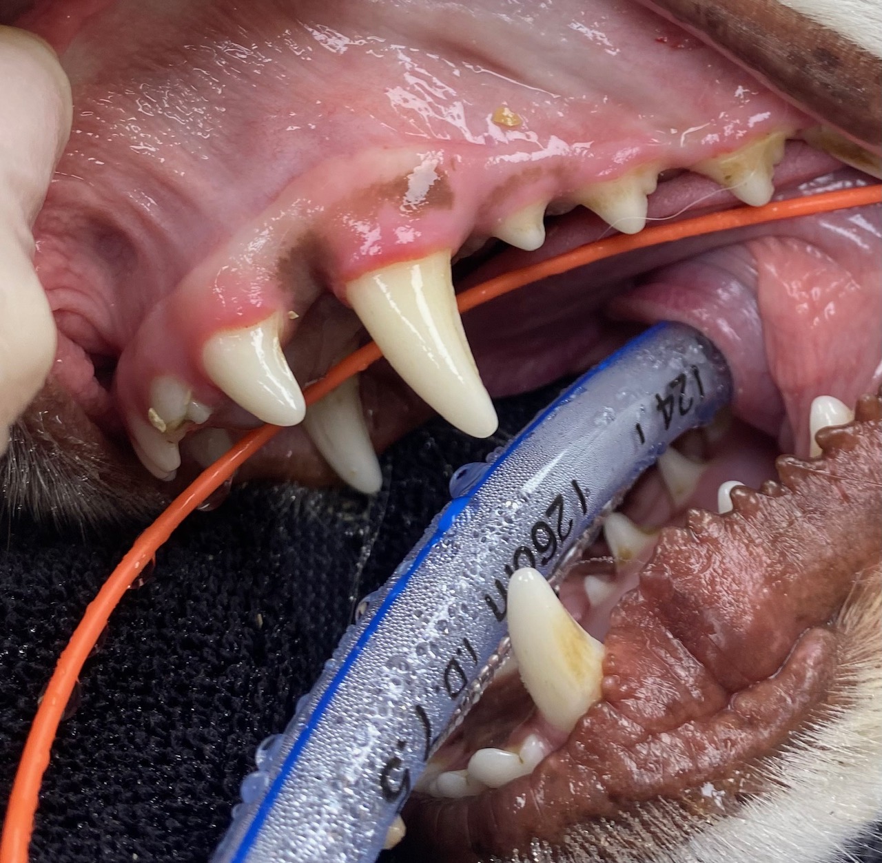 Interesting case of possible trauma to a canine – Pet DENTISTRY